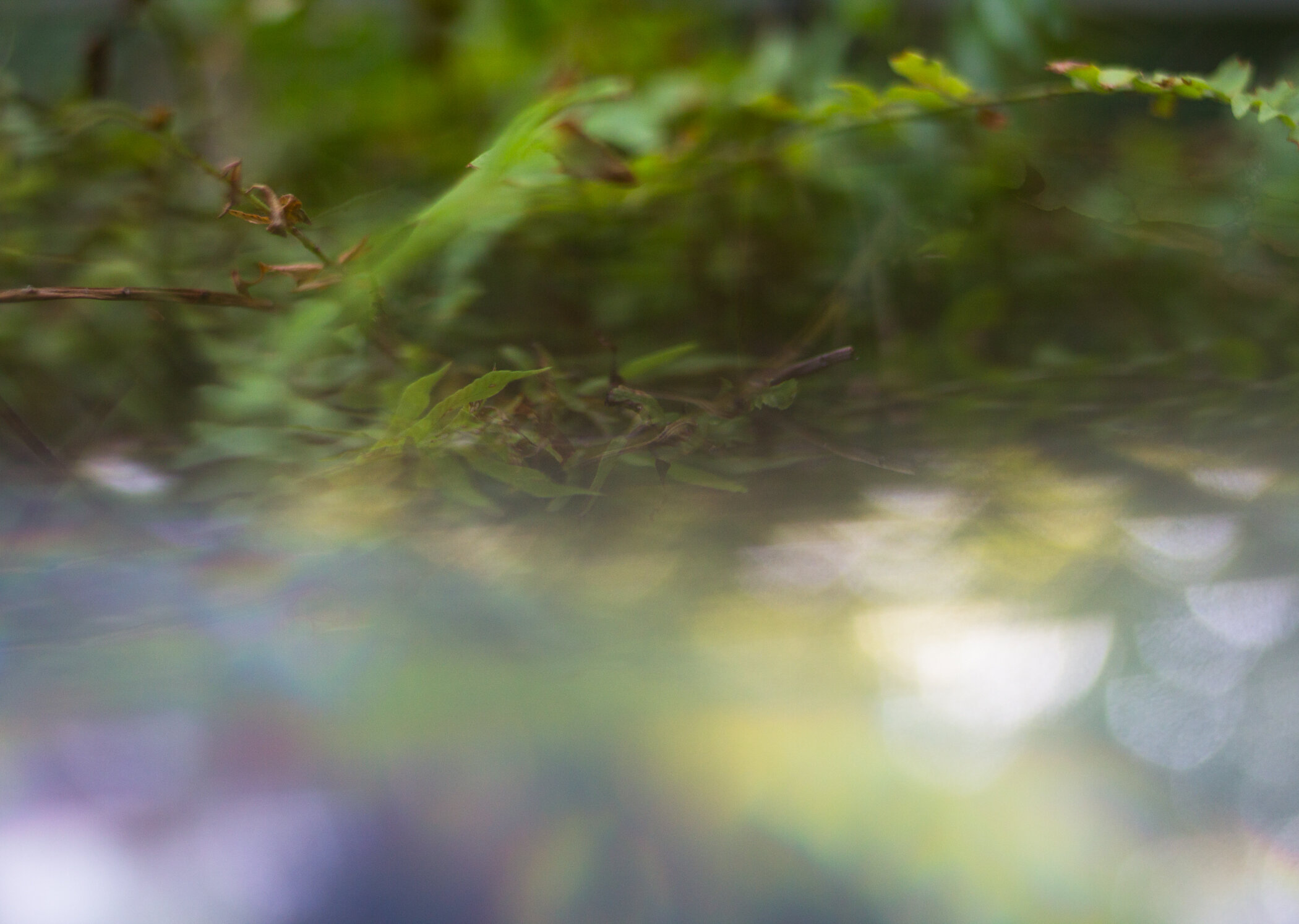 eabroadwater_naturestilllife8.jpg