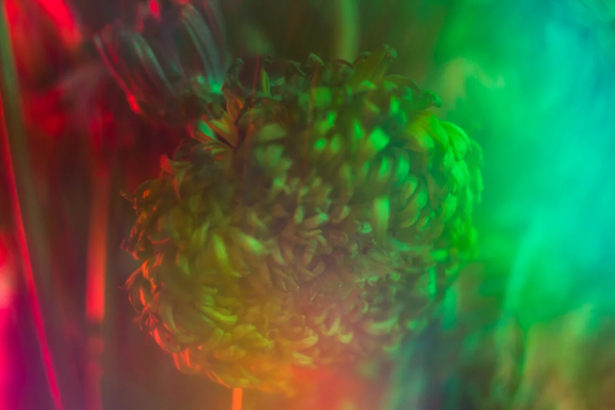 eabroadwater_stilllife10.jpg