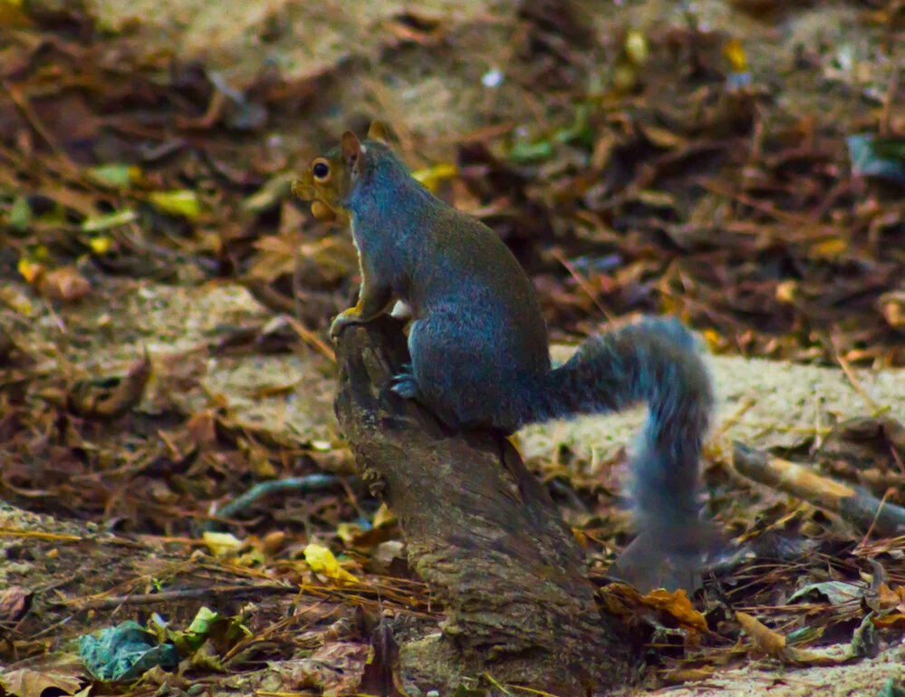 ericaangelica_squirreltime.jpg