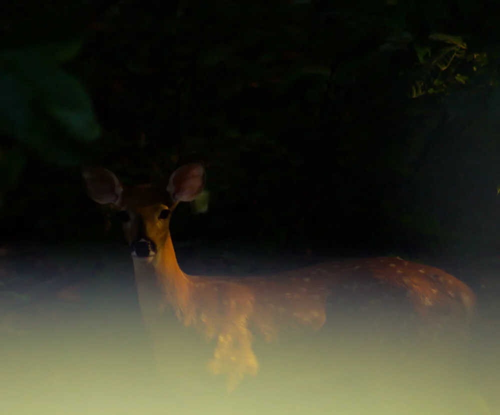 ericaangelica_deeraura.jpg