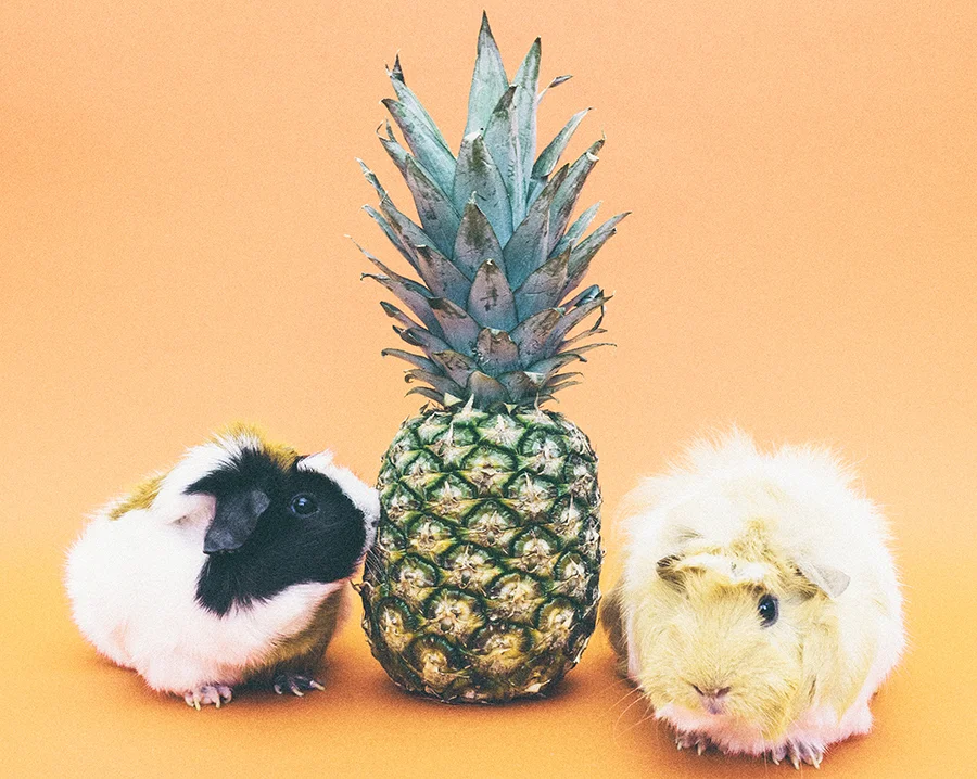 pineapple-guinea-pigs-sm.jpg