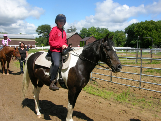 SUNDANCE - paso fino with the classic short, smooth steps; majestic trot and canter; always nudging for treats; shows you a smile now and then