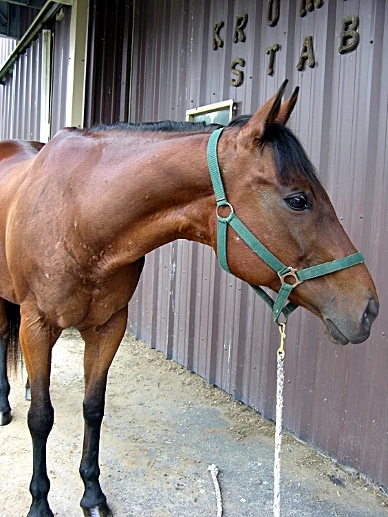 HOLLYWOOD - diva with a gentle side; willing to compromise; smooth gates; shiny coat