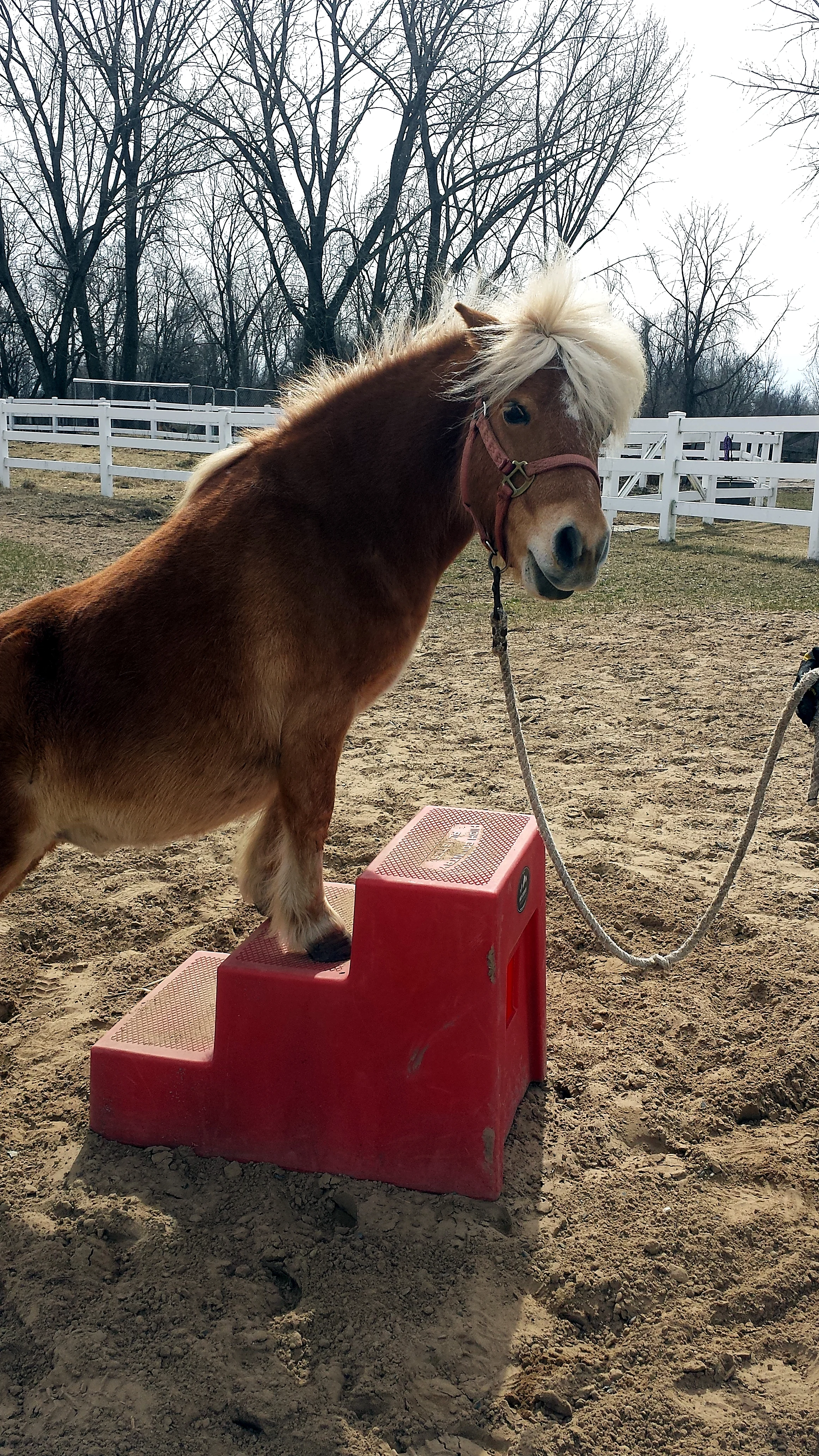 ERNIE - showman! pretends he is a full sized horse when he steps up on the mounting block!!!