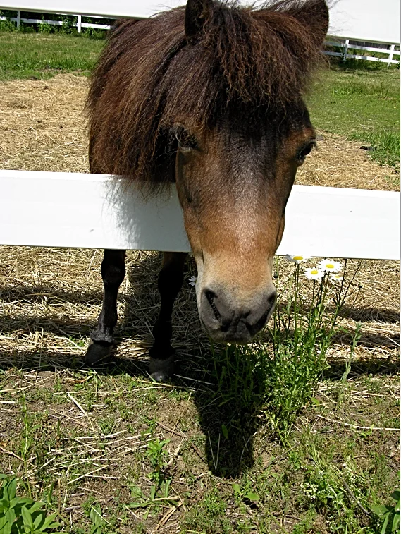 BROWNIE - petite princess! very gentle; loves "beauty shop" treatment; excellent for pony rides