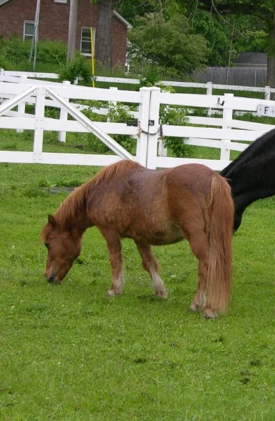 PUMPKIN - good lesson pony for small children; tutor for Flori