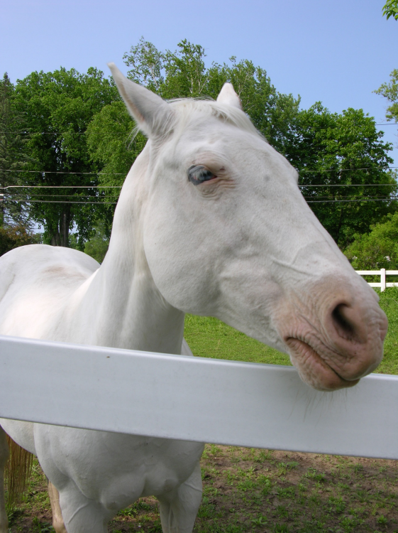 CRYSTAL - beautiful blue eyes; slightly nervous until you make her feel safe and relaxed