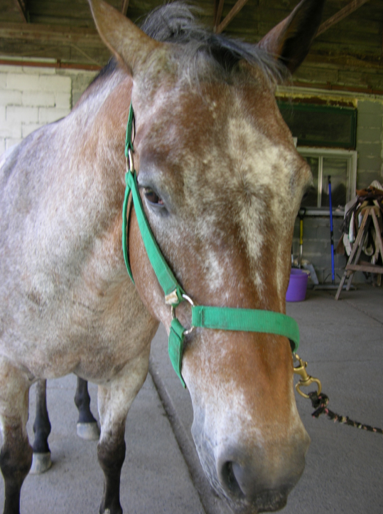 RANSOM - gently giant at 1500 pounds; smooth gates; loves to follow; does not want to be a leader; likes to play with the guests