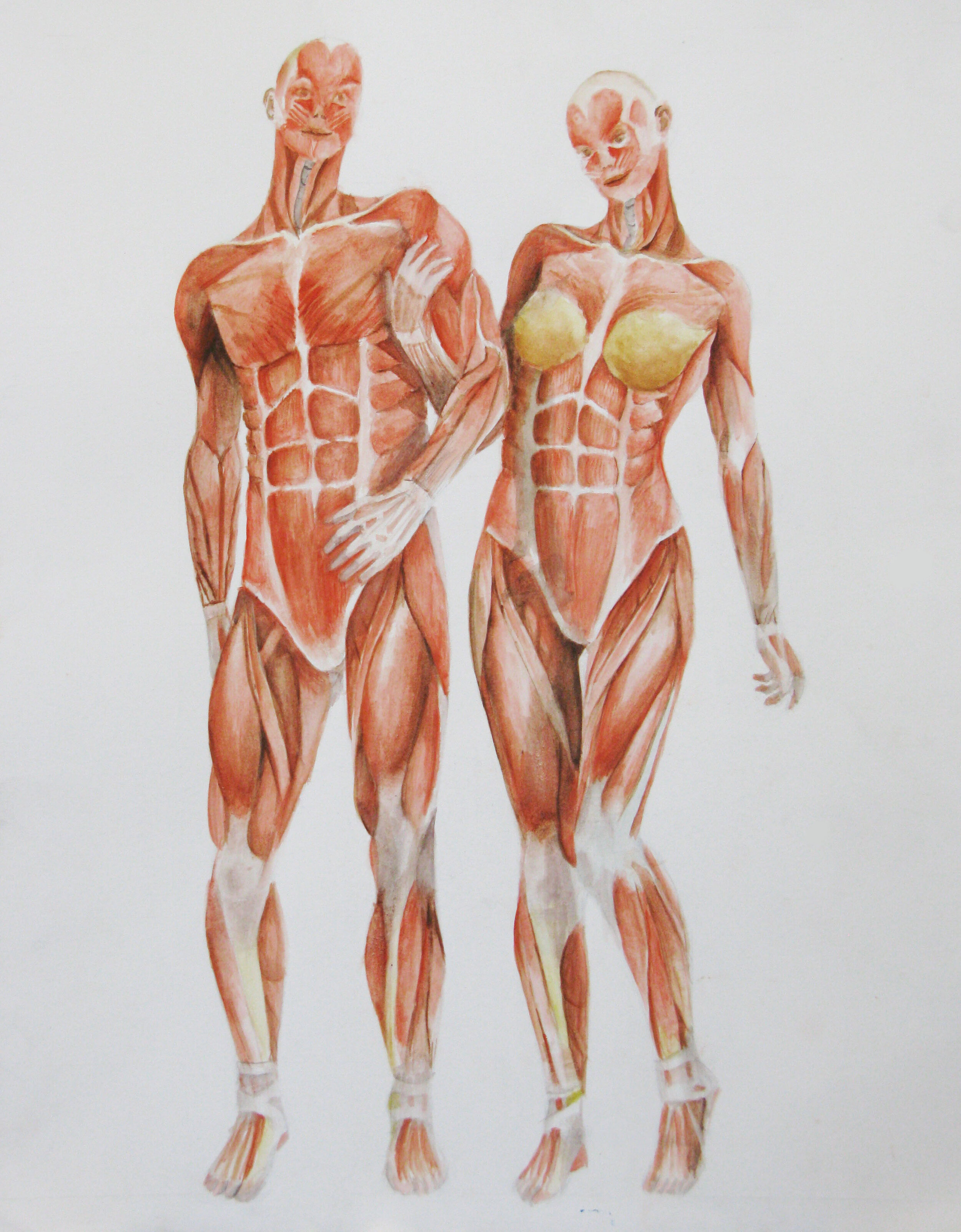 Muscle Study.jpg