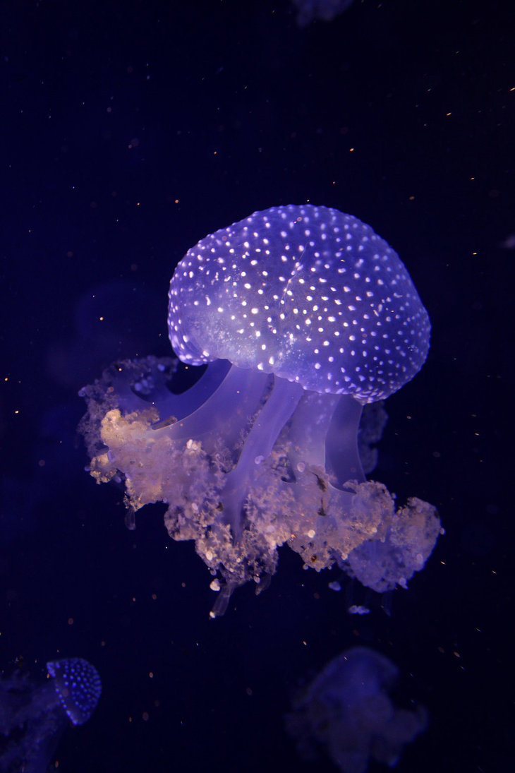 australian_spotted_jellyfish_by_awhisperoflove-d5fc3pb.jpg