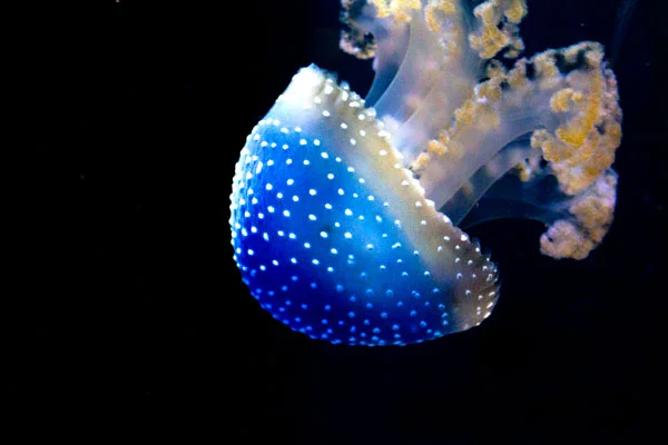 calacademyjelly-06.jpg