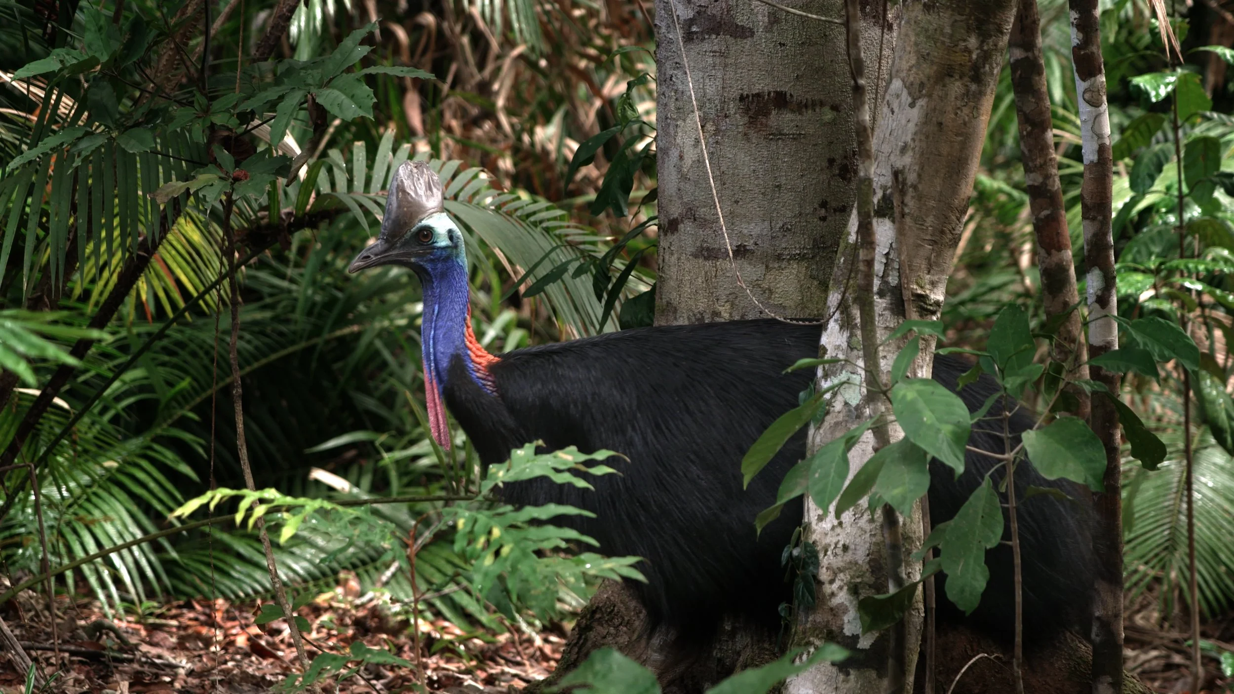 BTS_Cassowary.jpg
