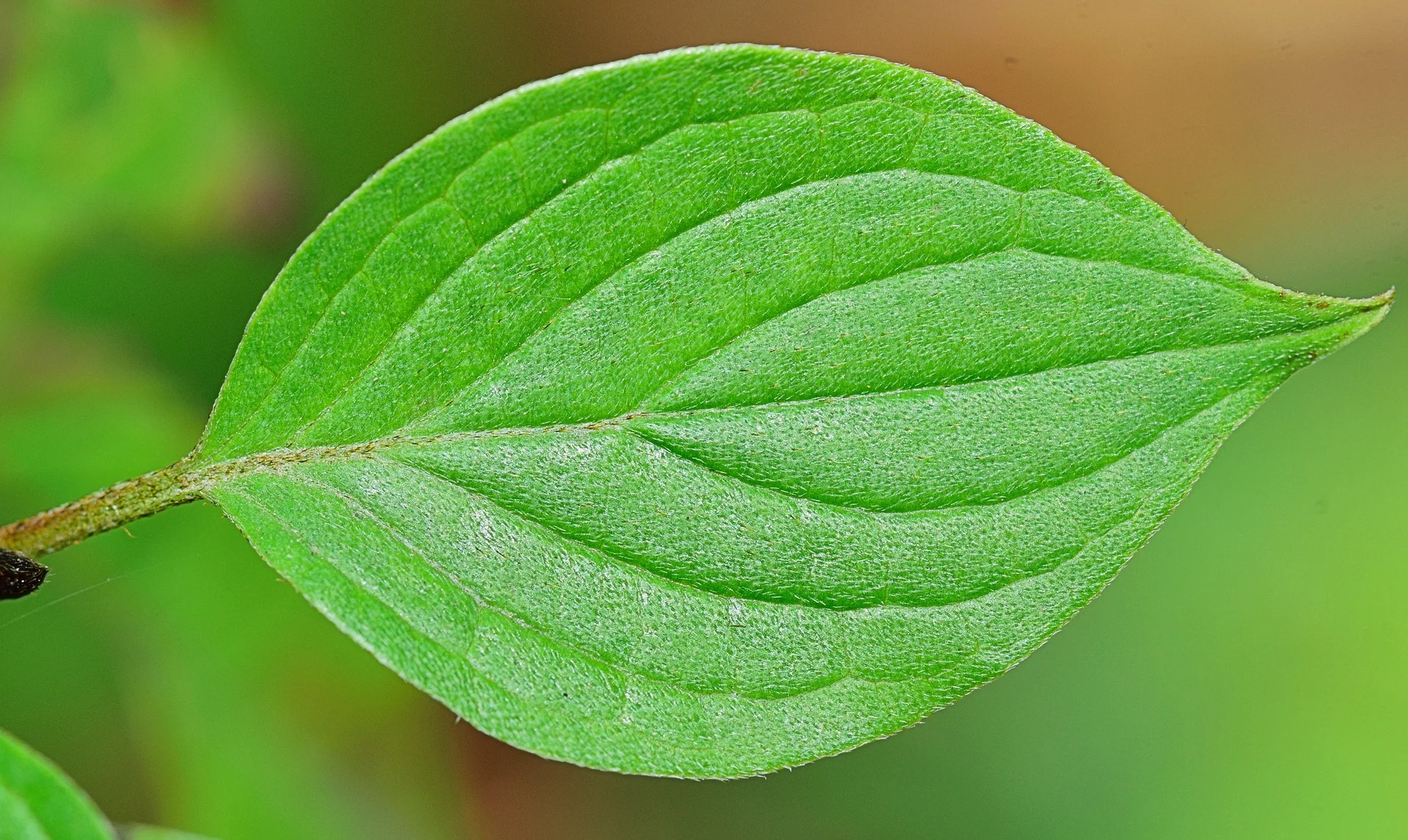 leaf-be-inspired.jpg