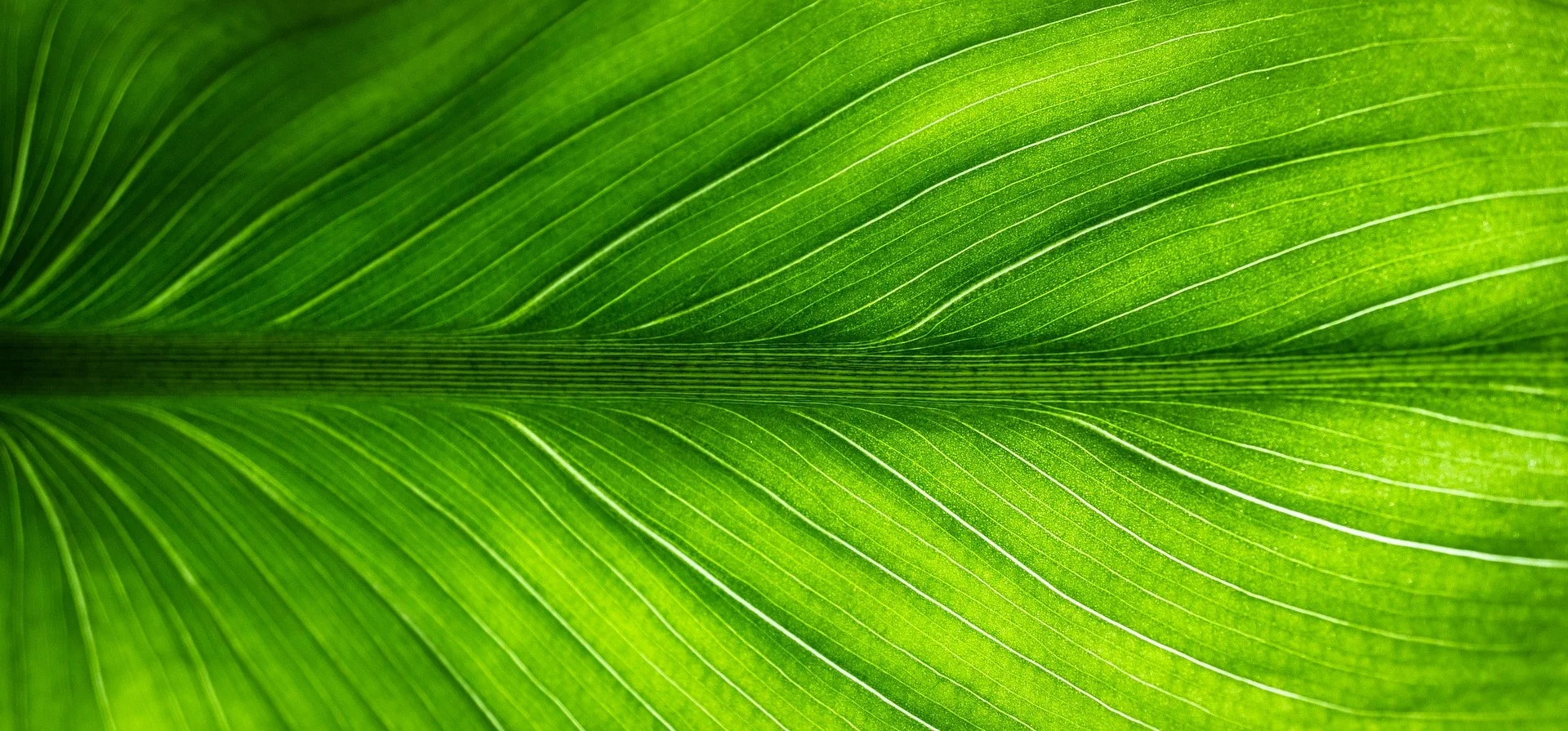 green leaf-2210973_1920 - right.jpg