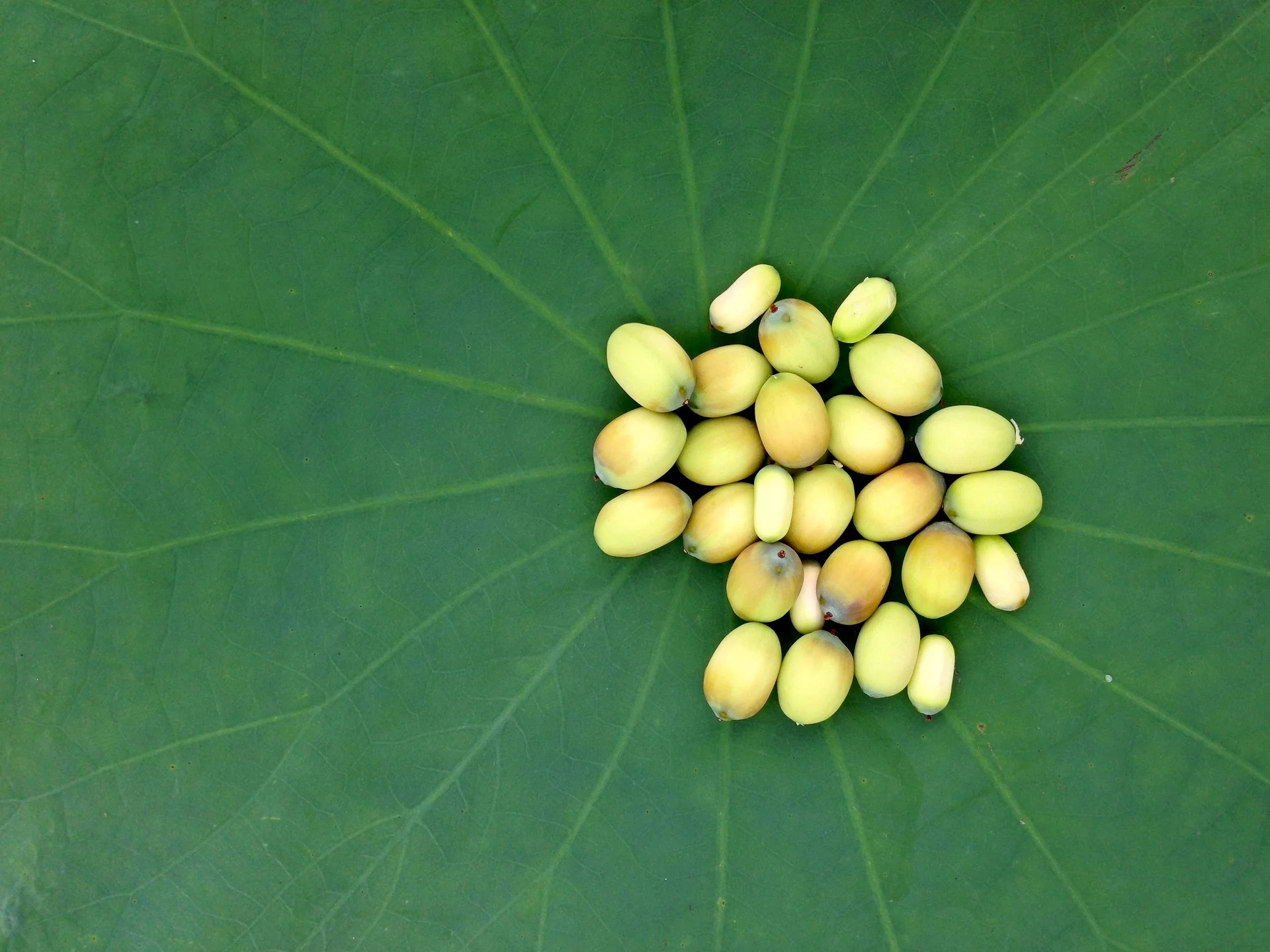 lotus-seeds-2137258_1920.jpg