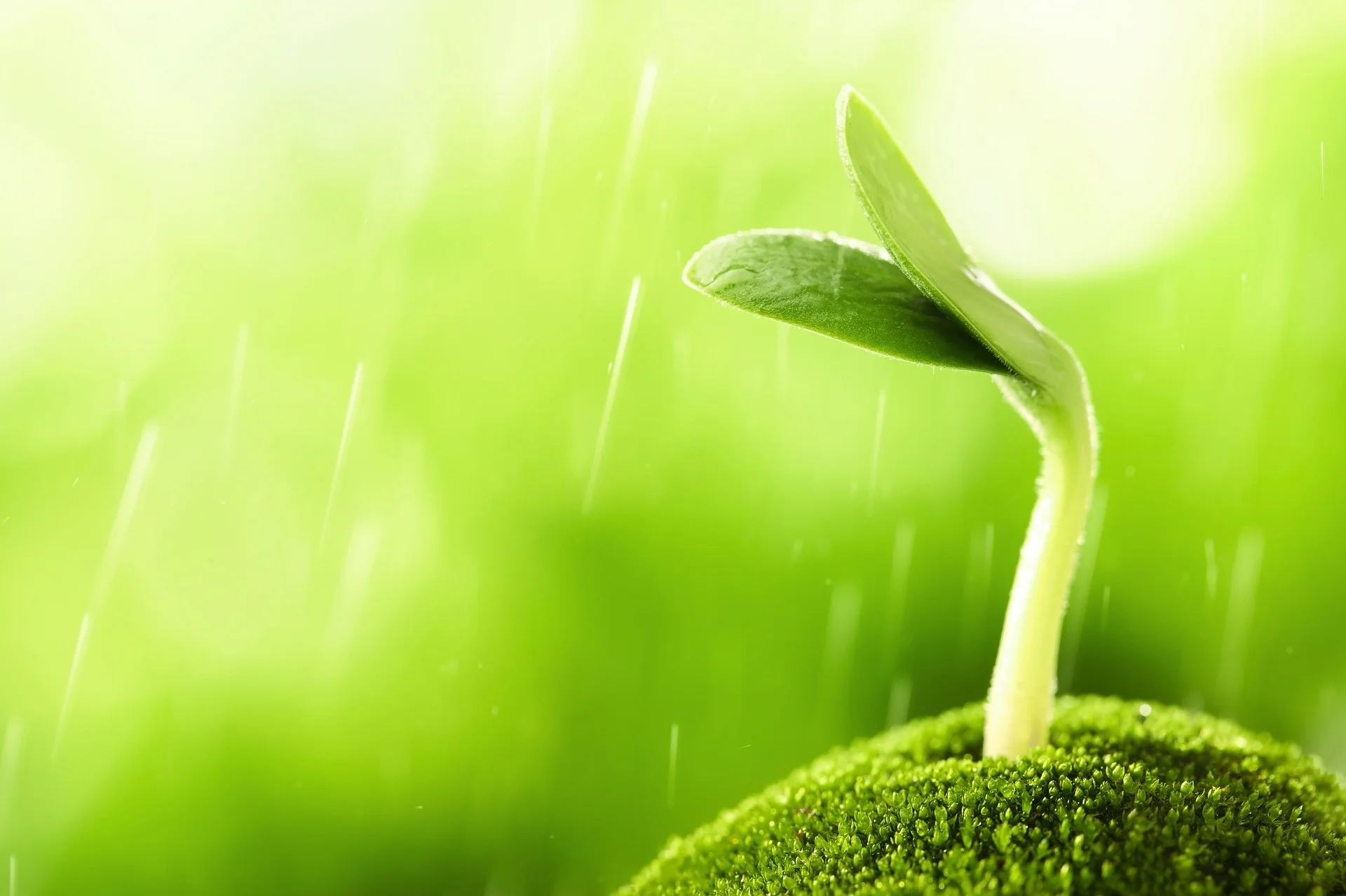 Sprout.jpg