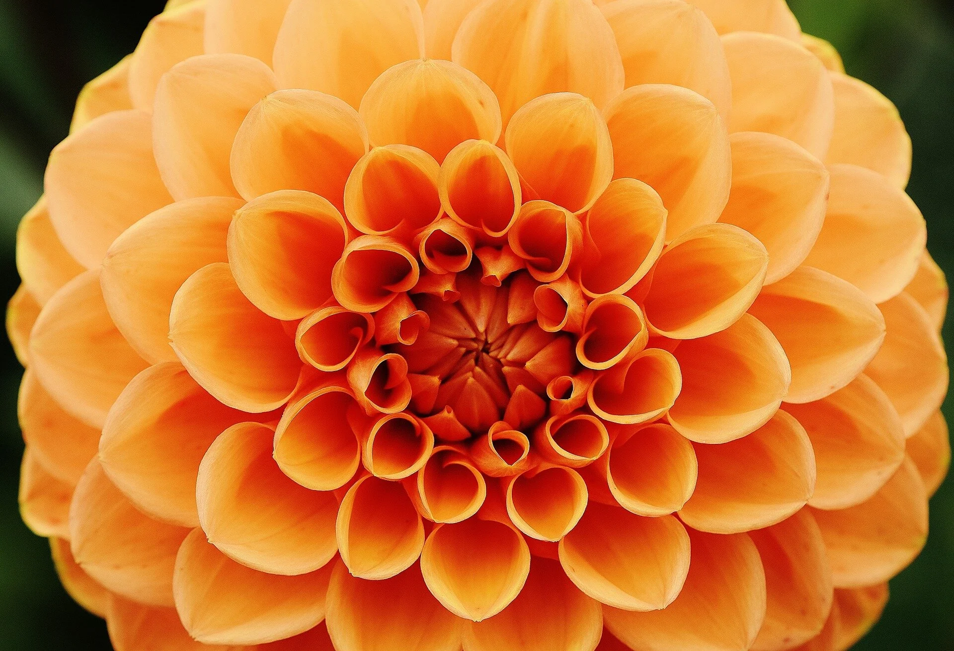 apricot dahlia-1642444_1920.jpg