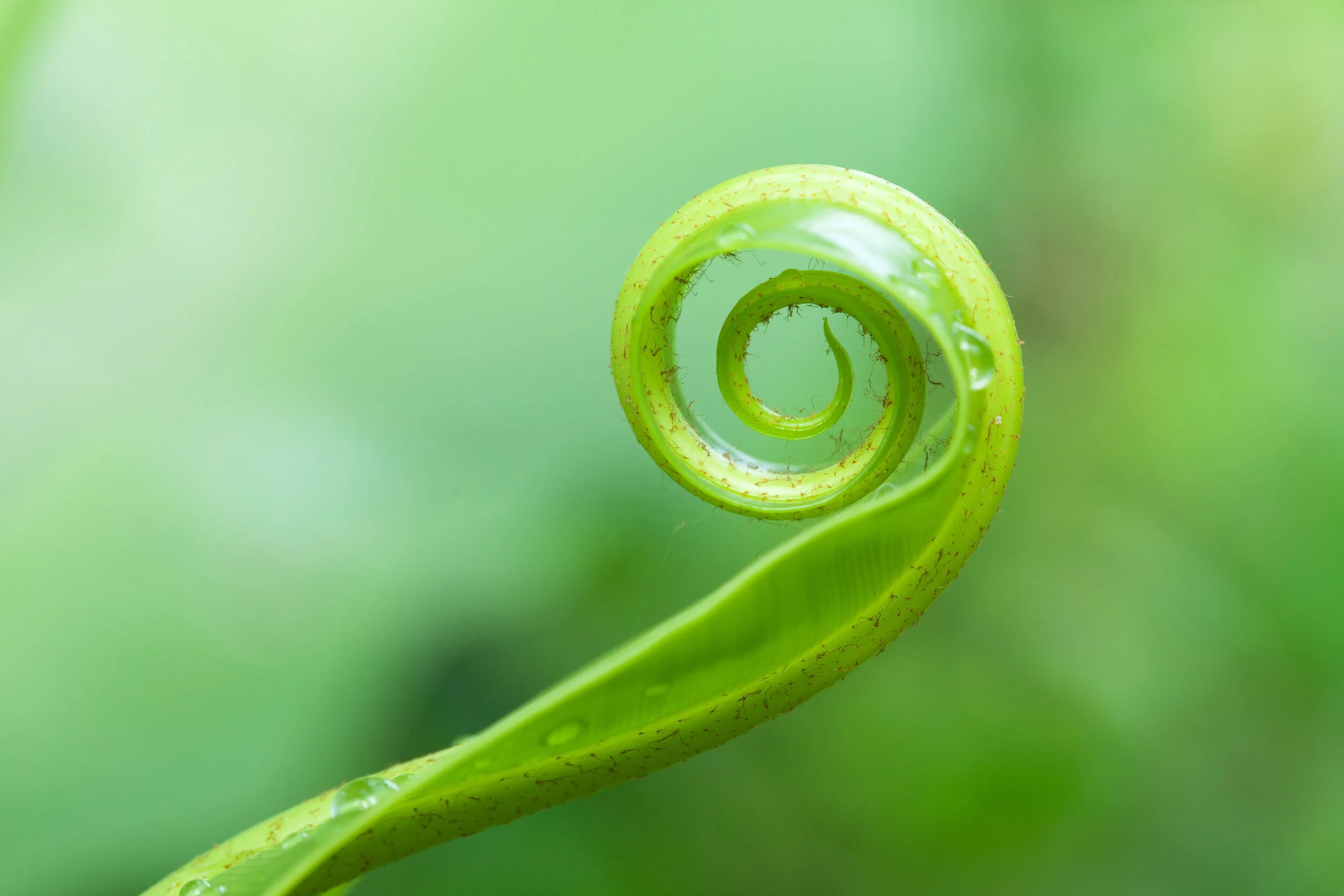 fern-unfolding-dp_26998015_xl-2015.jpg