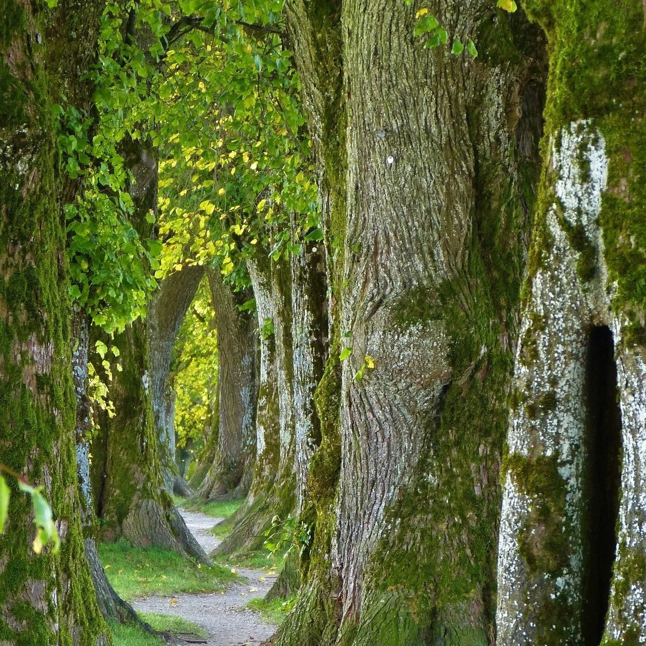 trees+path+in+old+growth+-2897757_1920+%281%29.jpg