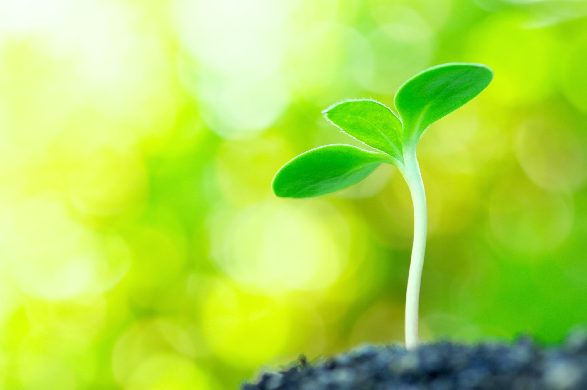 sprout dp_19067423_l-2015.jpg