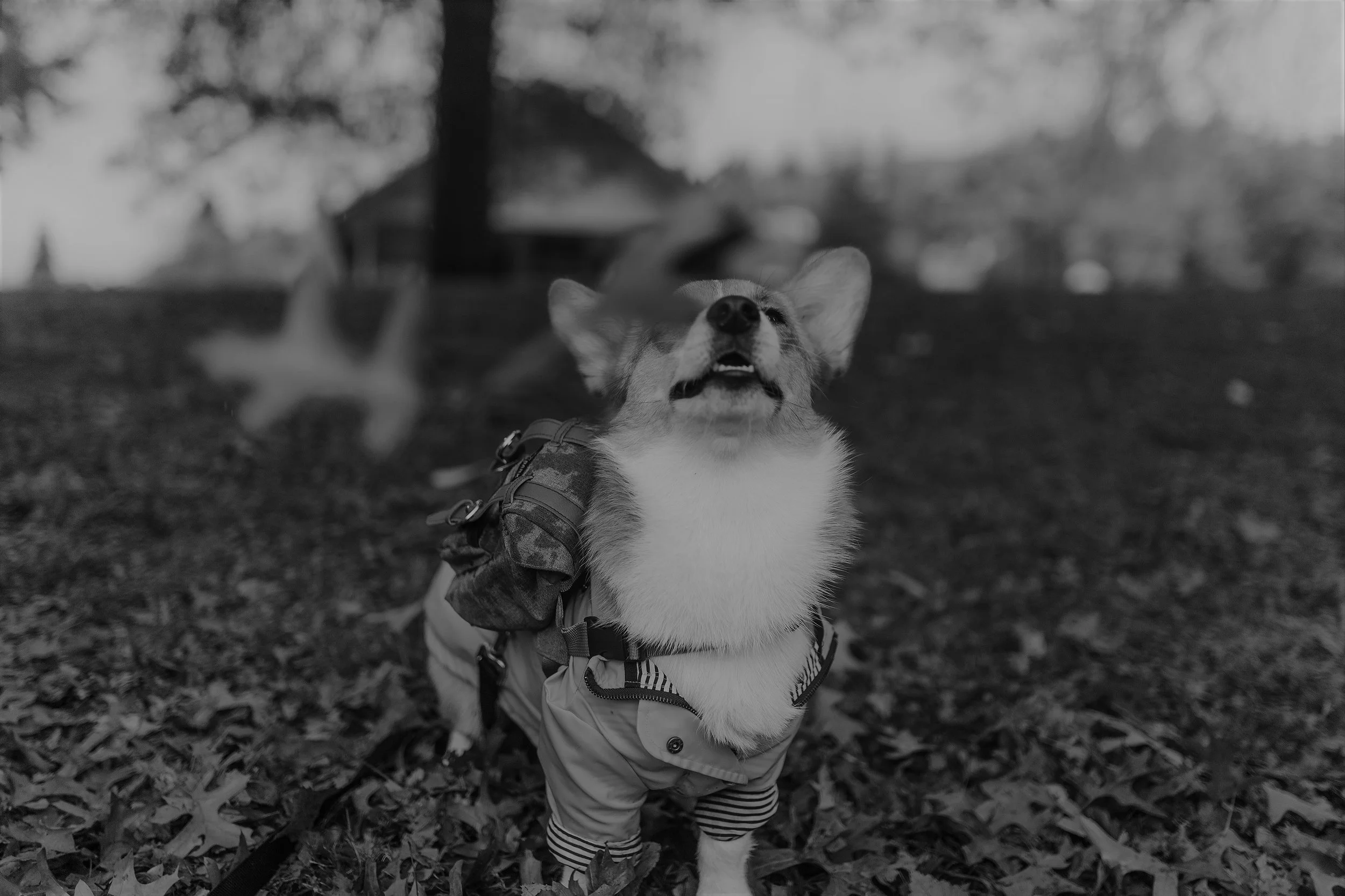 Dog in Jacket.jpg