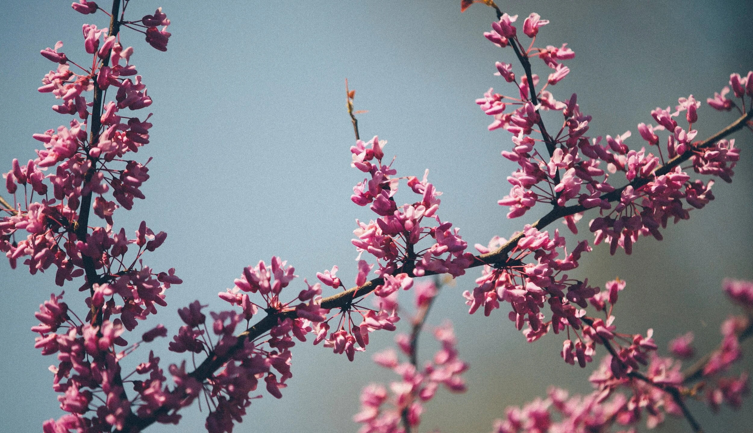 Are We The Only Ones Burdened By An Imagined Future?