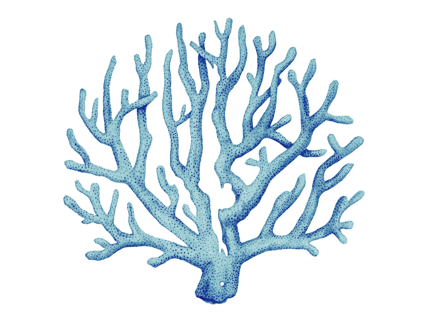 Coral-pearldiver.jpg