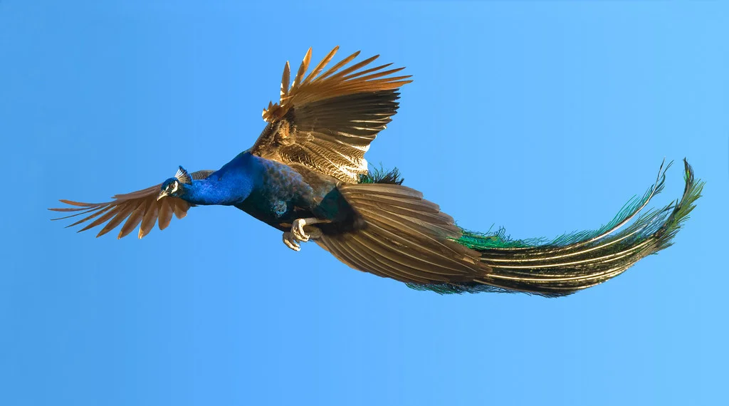 Peacock.jpg
