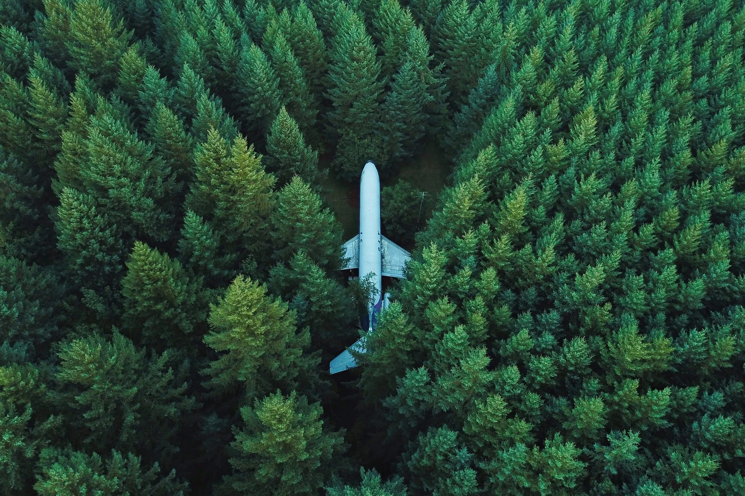 Plane+in+Trees.jpg