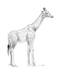 giraffe sketch.jpeg