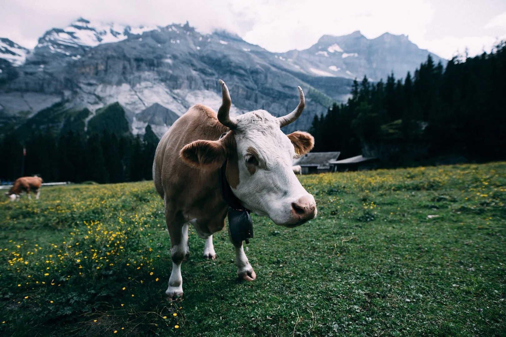 Unsplash-Swiss Cow.jpeg