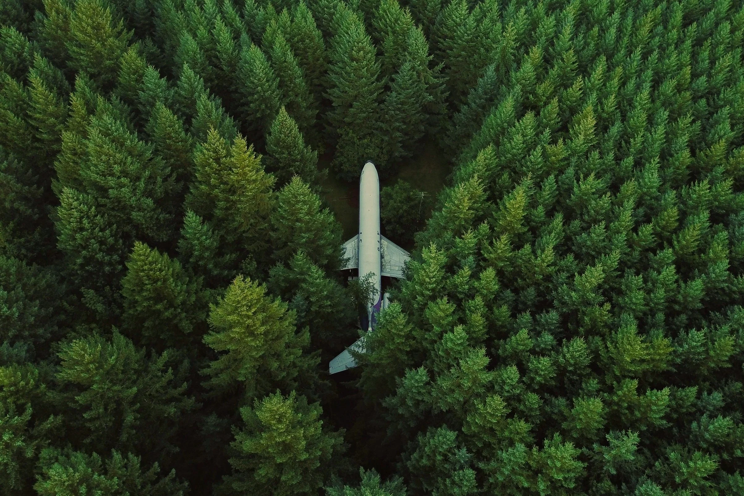 Plane%2Bin%2BTrees.jpg