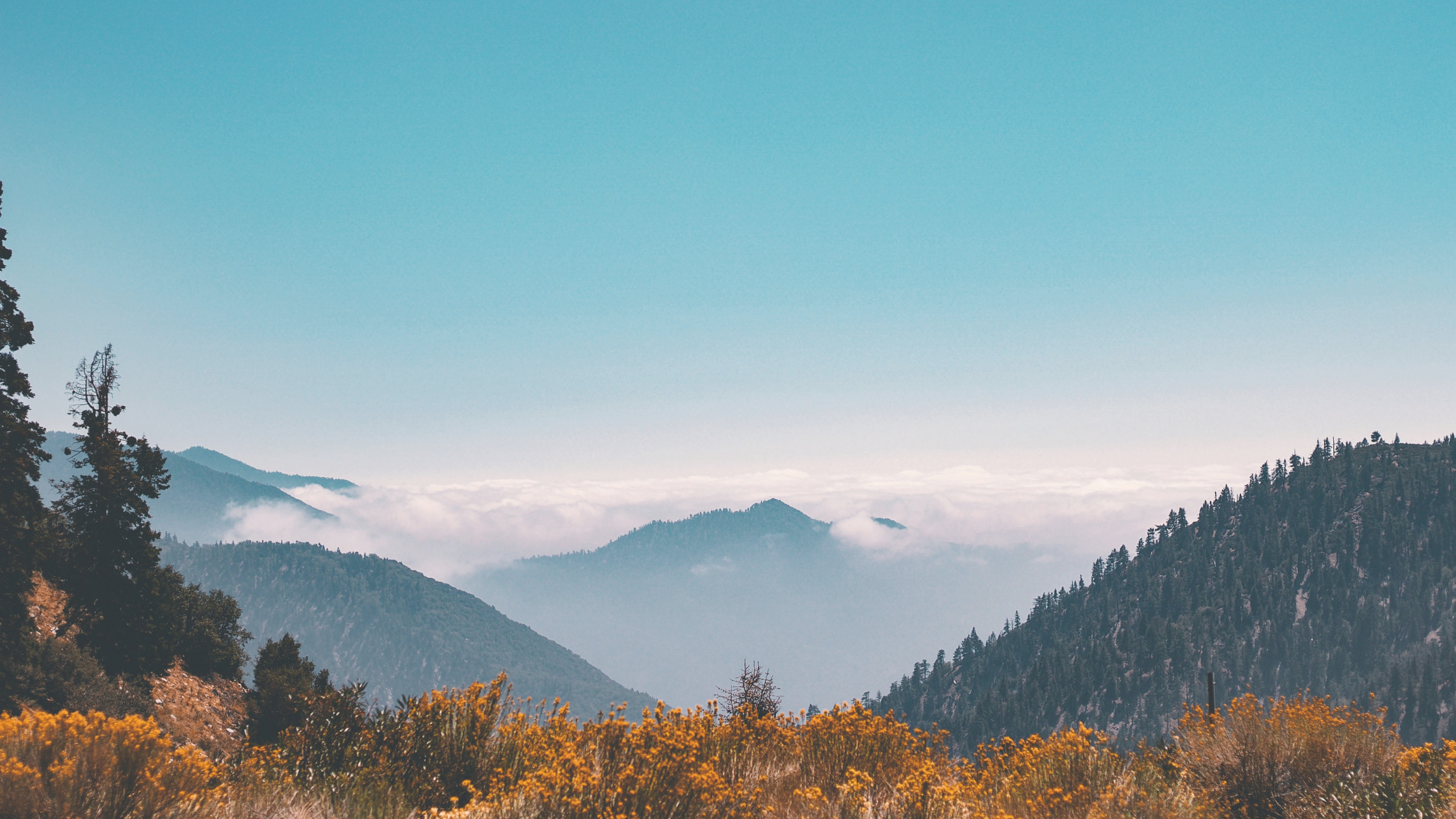 mountains shrouded in fog stand in the background of rolling hills of green trees; foreground is tan and yellow foliage