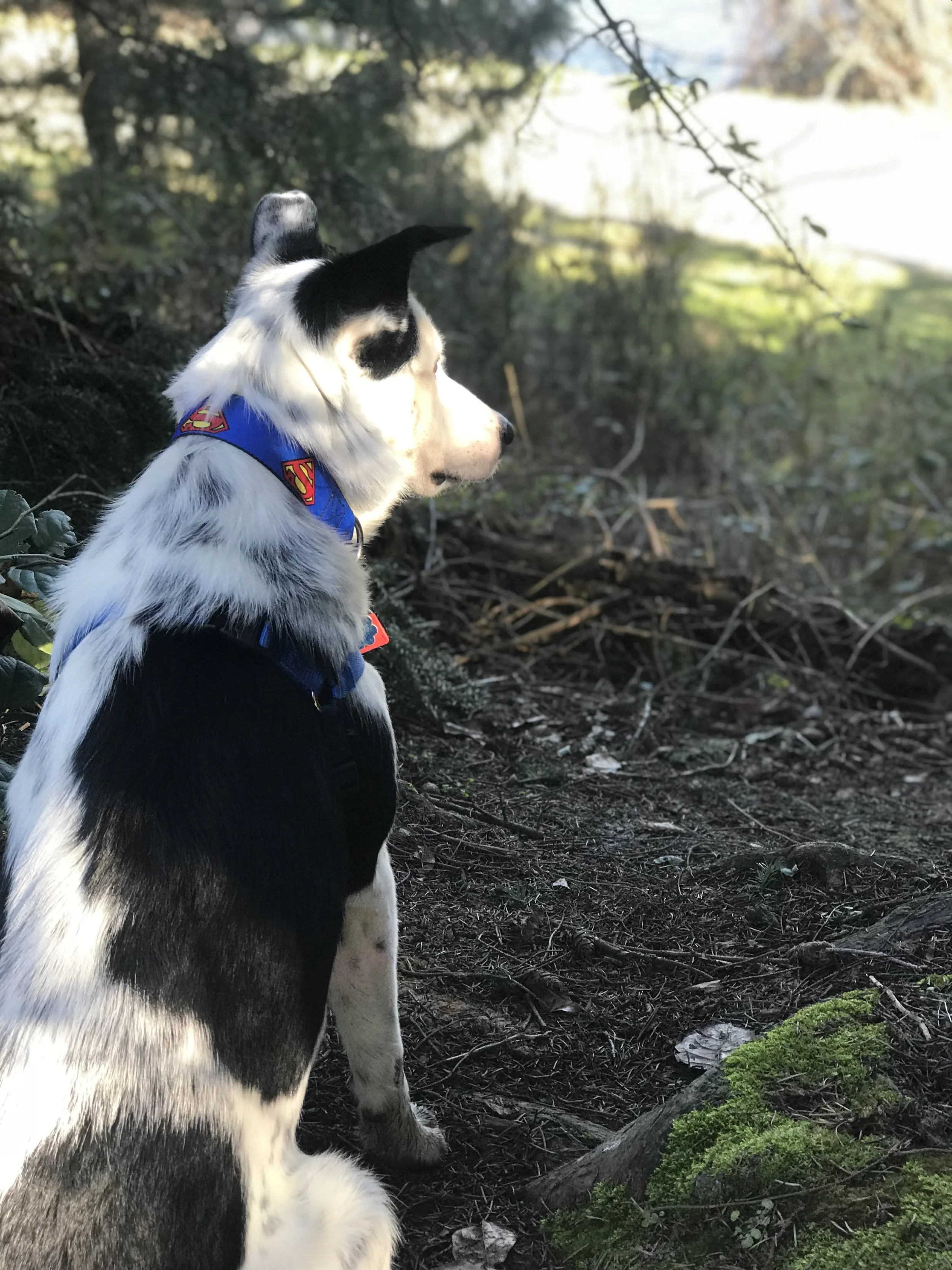 Atlas channeling his inner Superman, hoping to be the best therapy dog there ever was.