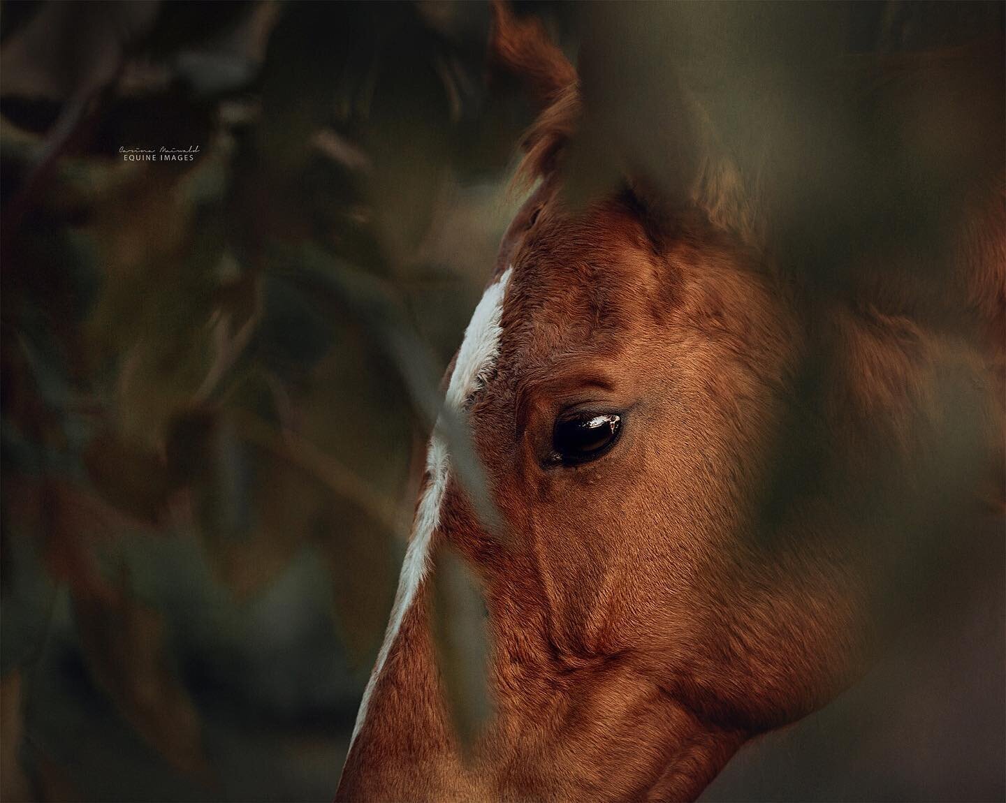 The obsession I have with horses is hard to explain. I&rsquo;m sure many of you horsey folks out here are the same. And when we&rsquo;re asked what it is about horses that gets us, it&rsquo;s impossible to describe in words. I&rsquo;ve owned all kind