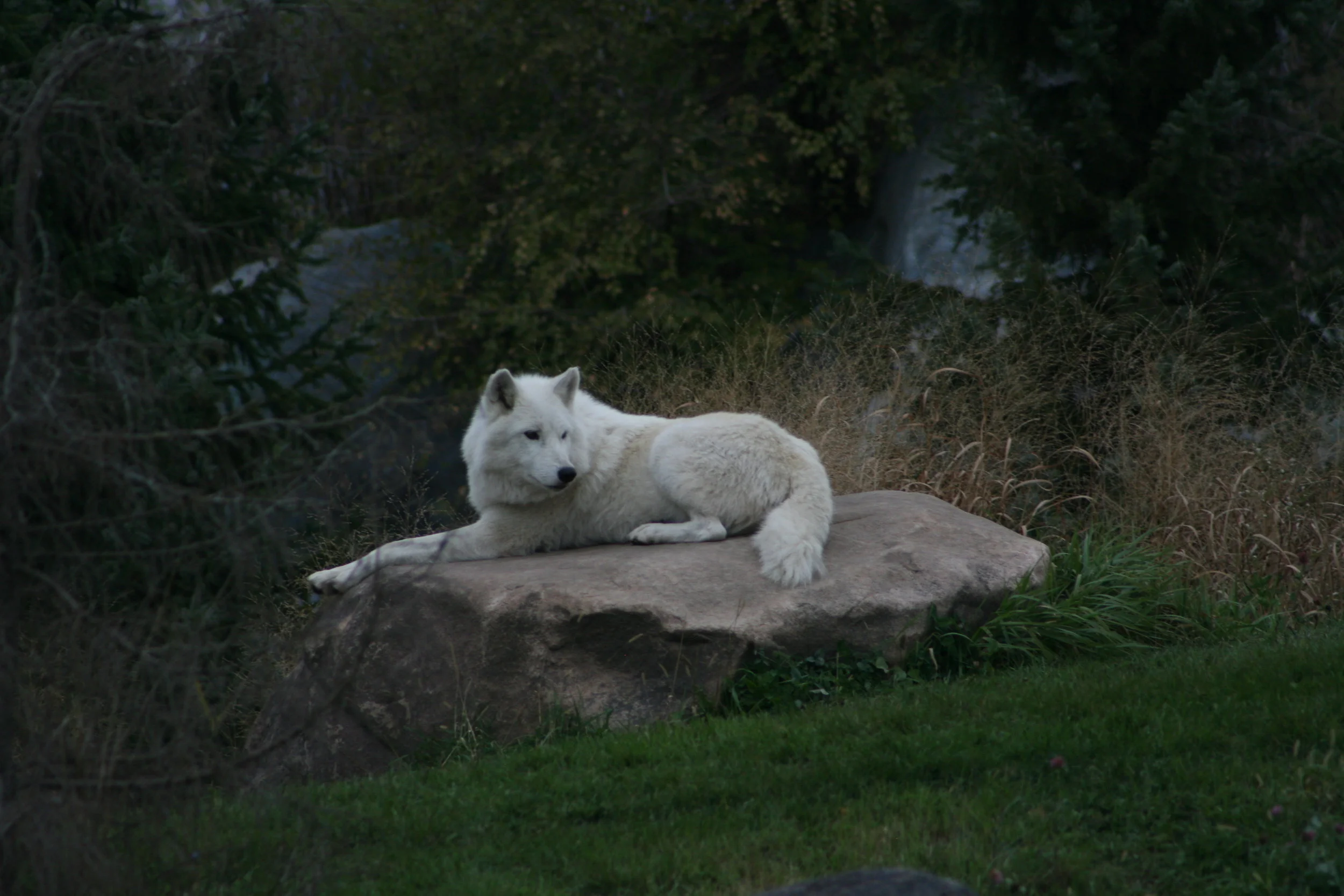 Snow wolf