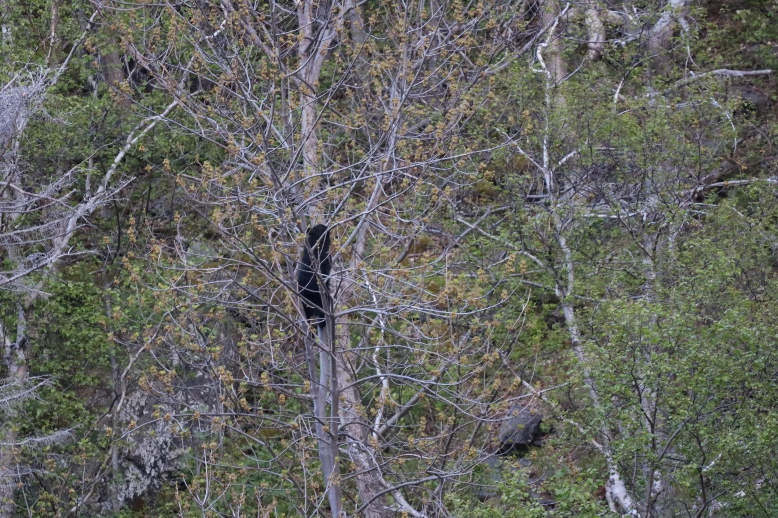 IMG_0175.JPG
