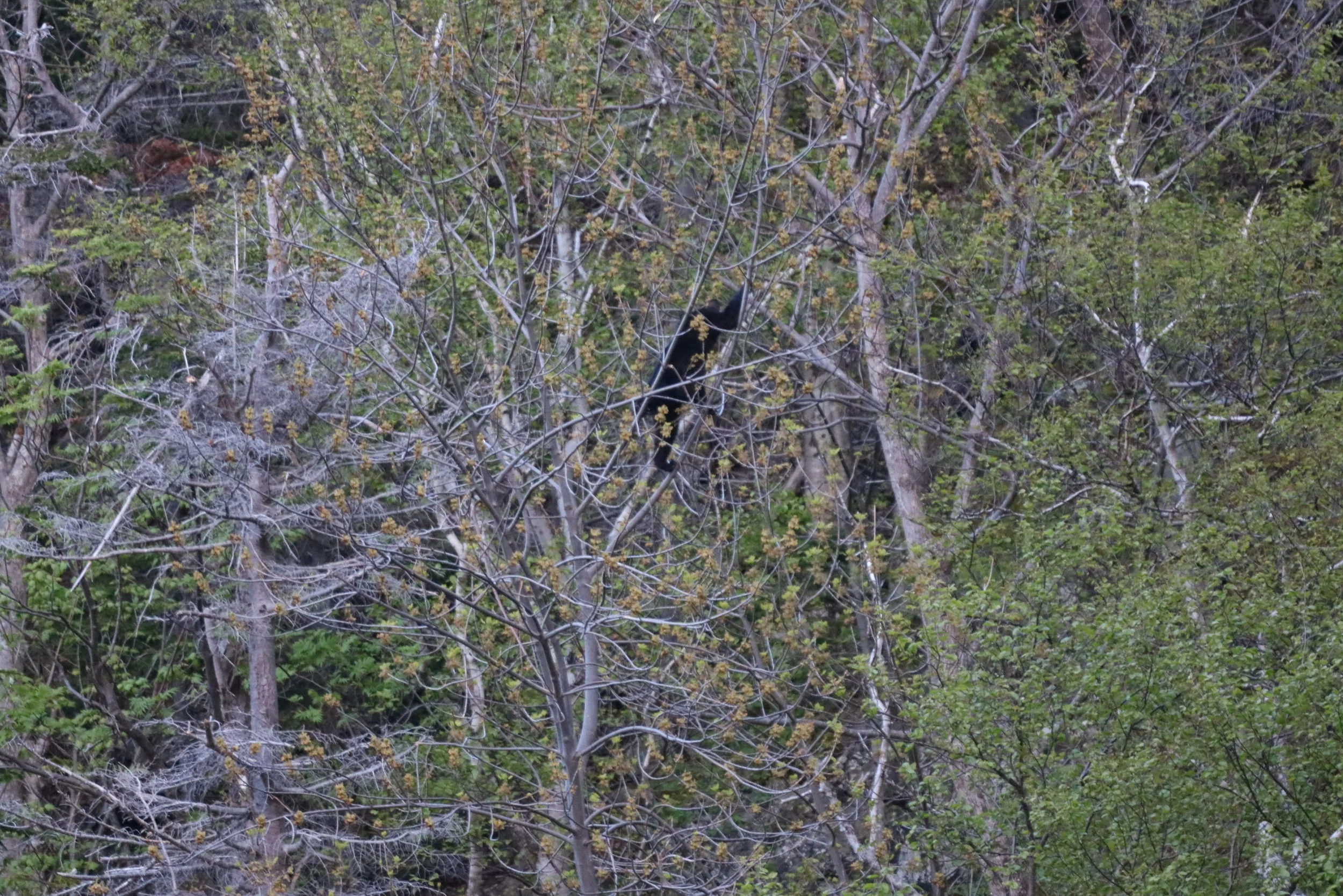 IMG_0210.JPG