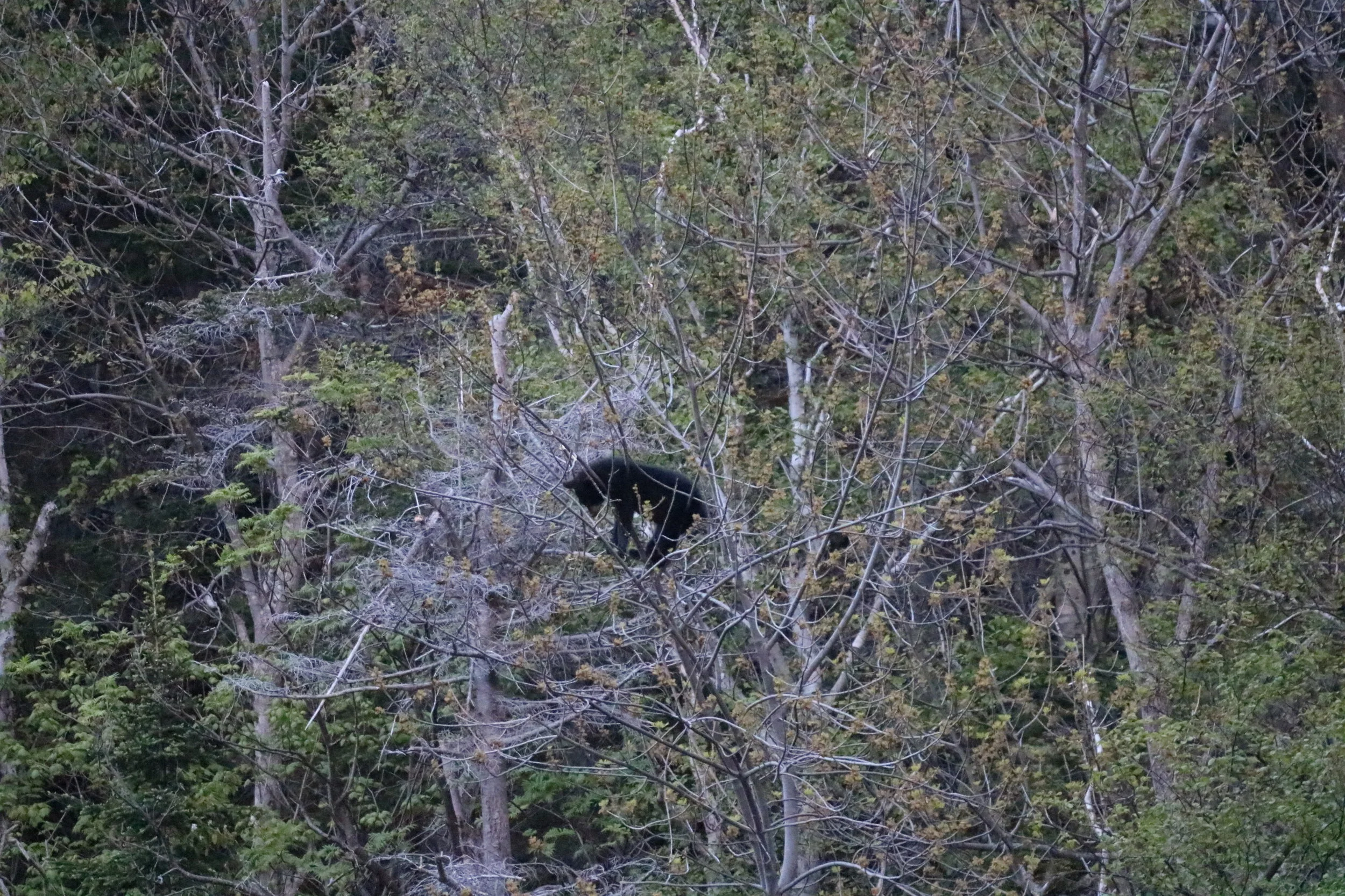 IMG_0353.JPG