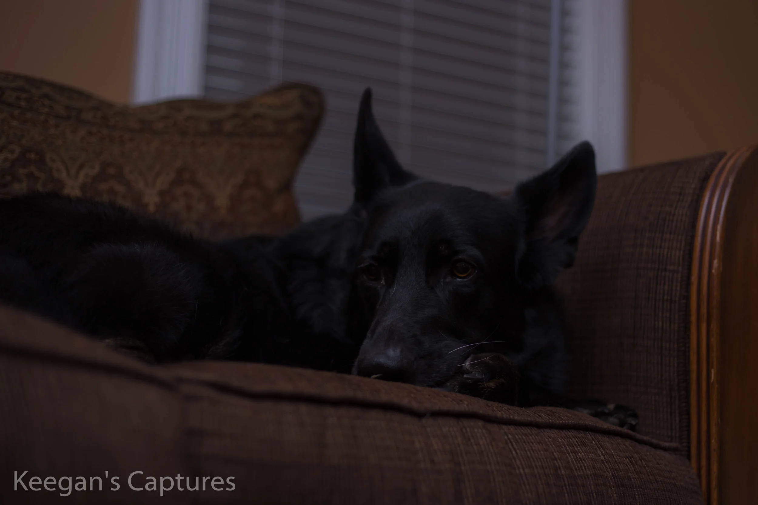 Dog flash-3.jpg