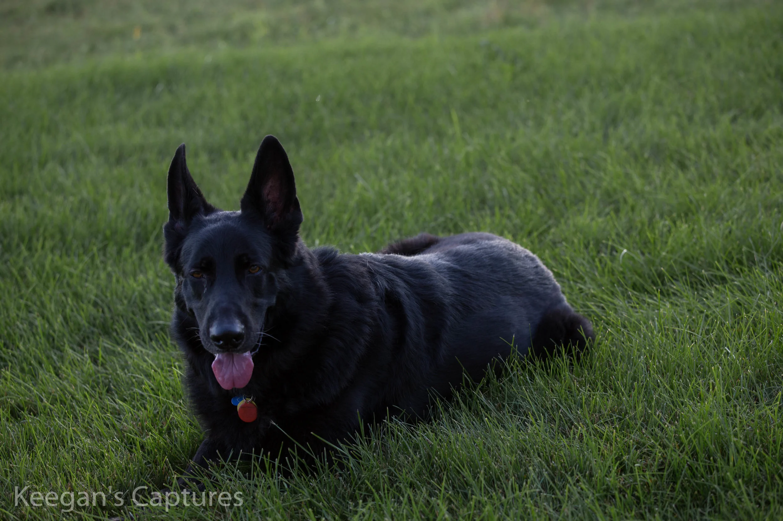 Dog Late Auguest-4.jpg