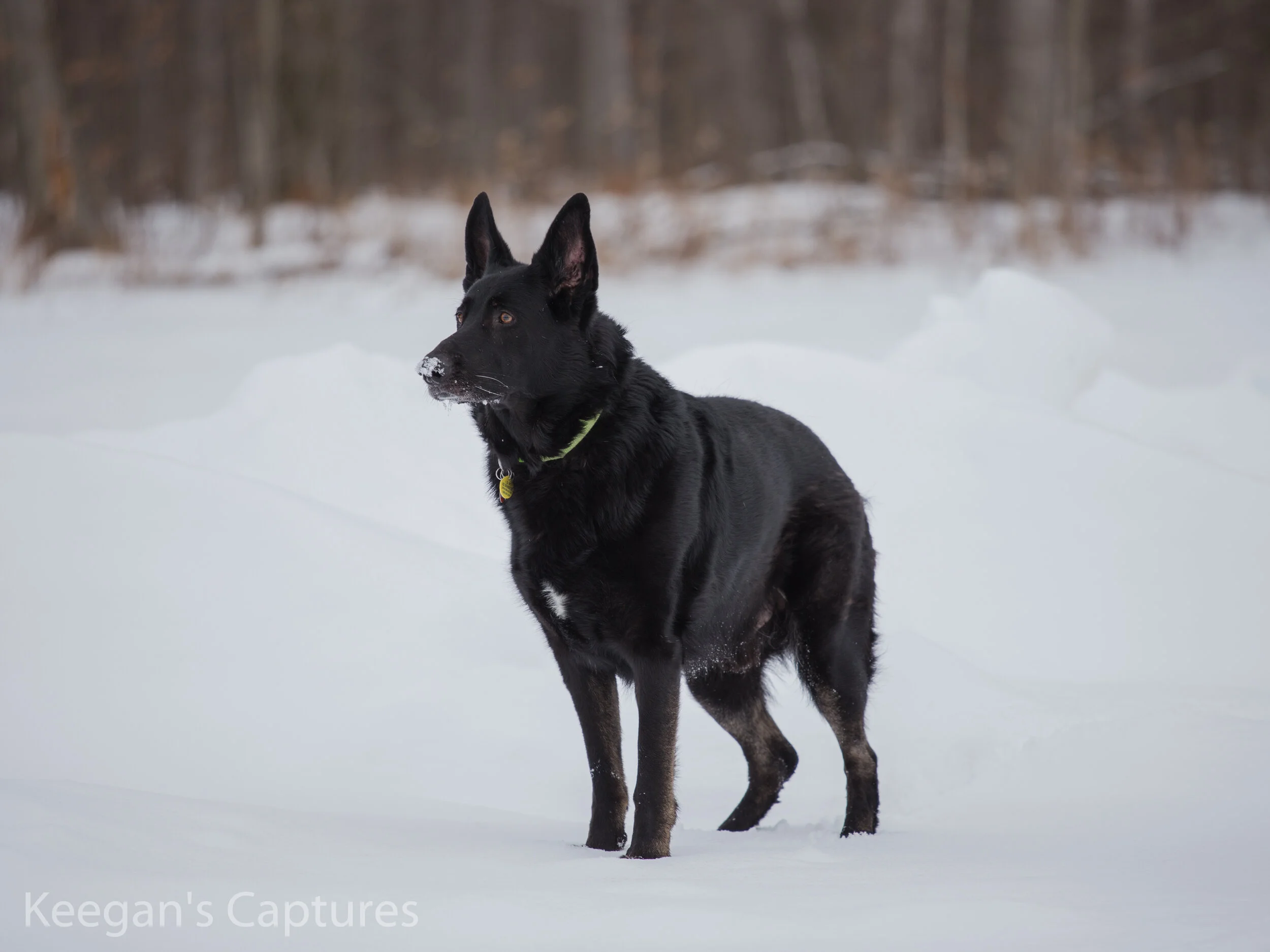 Dogs Nov Dec-57.jpg
