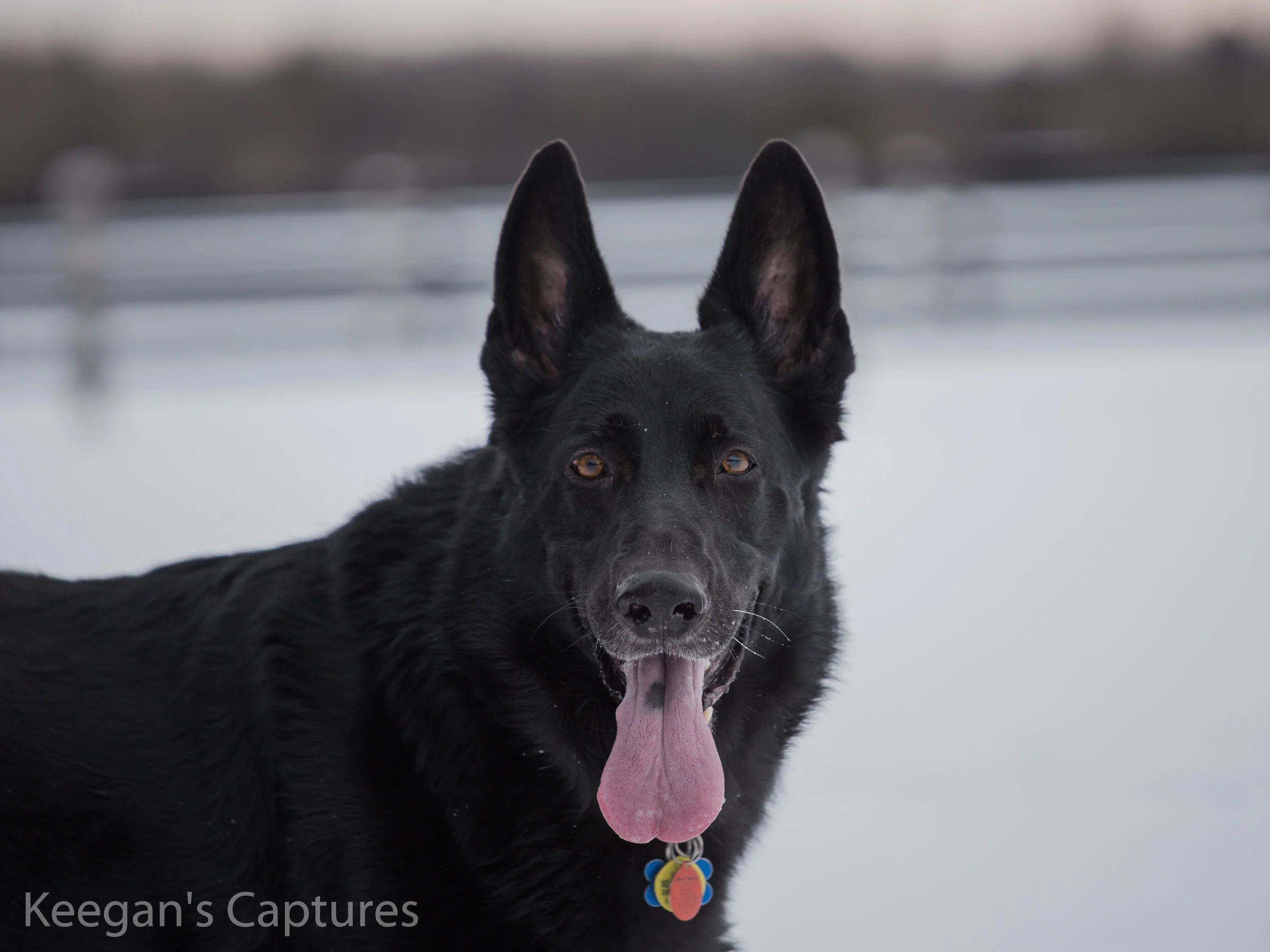 Dogs Nov Dec-53.jpg