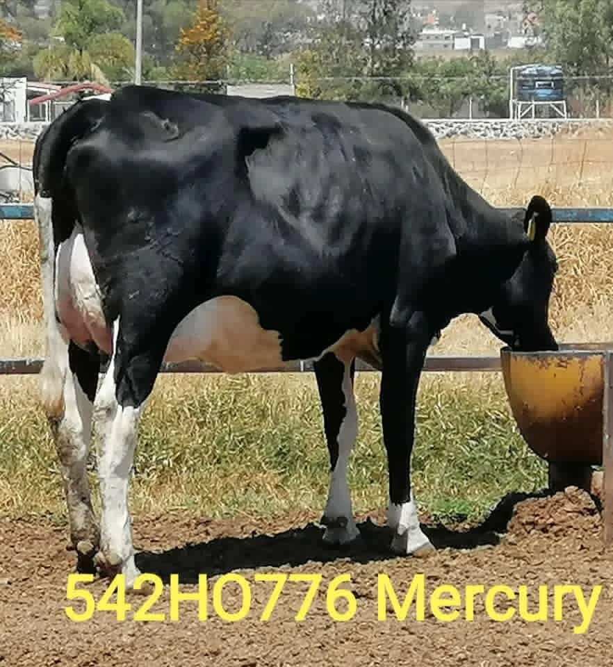 542HO776 Mercury Daughter in Mexico