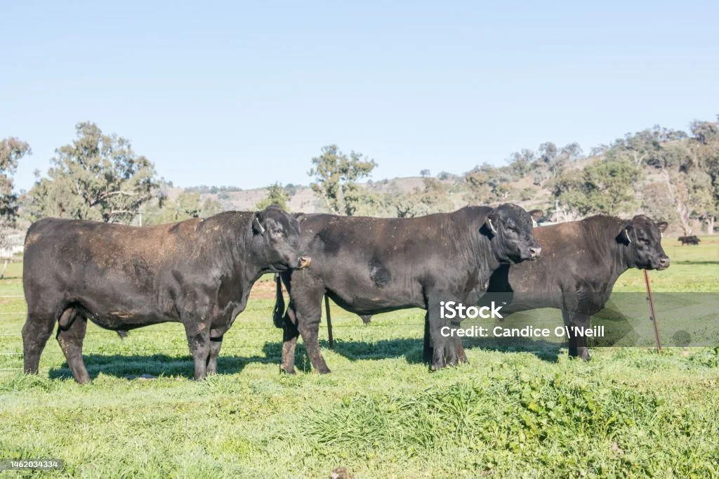 istockphoto-1462034334-1024x1024.jpg