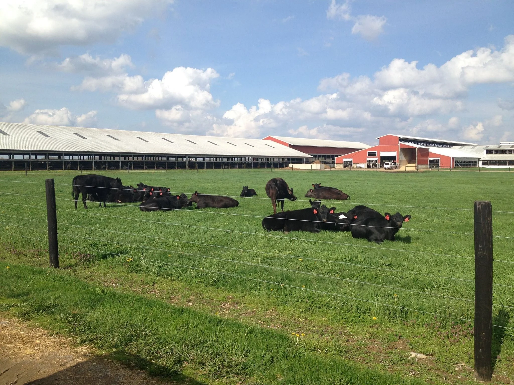 Wagyu-holsein cross at a dairy in MI.jpg