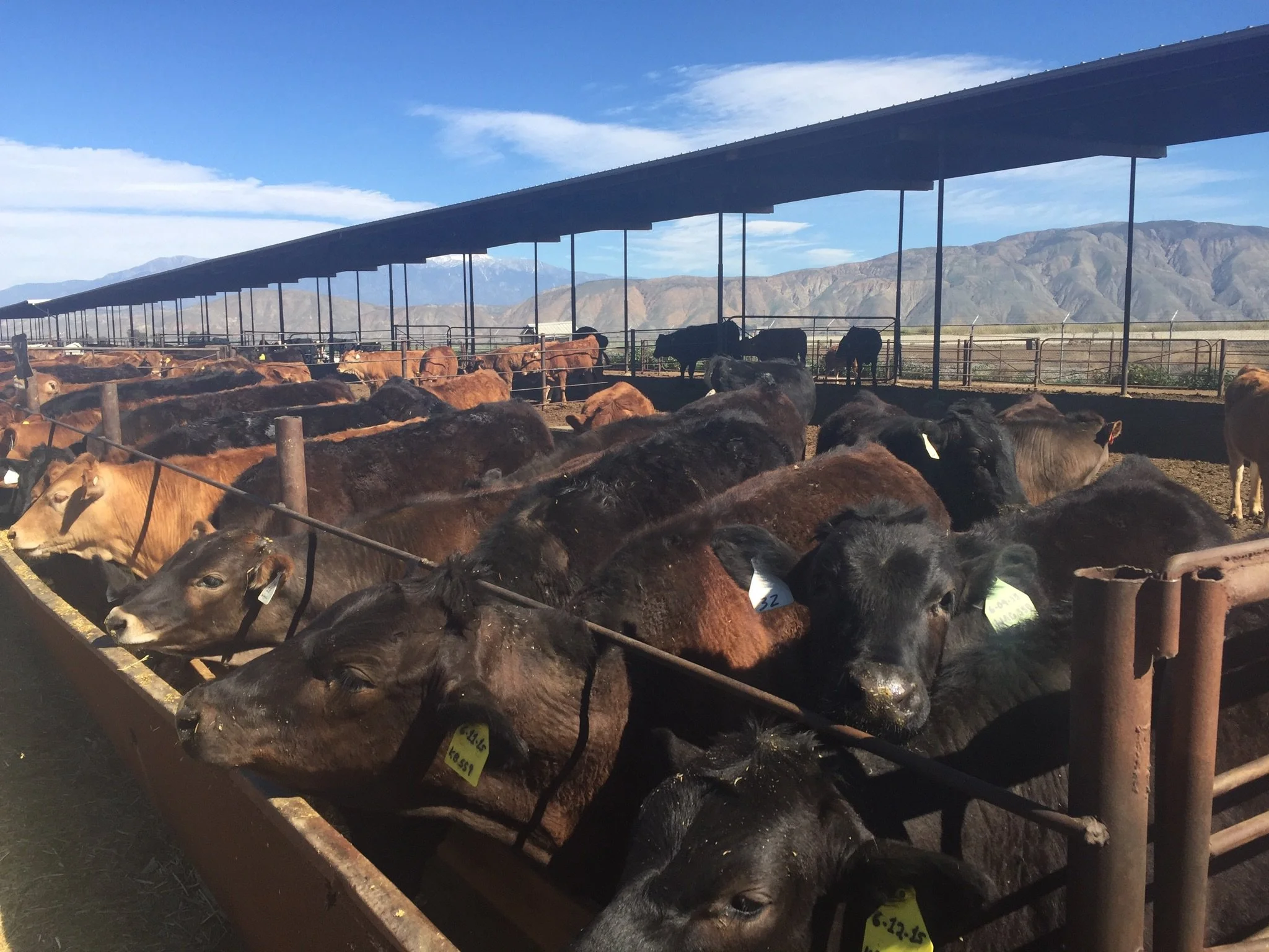 crossbreed wagyu.jpg