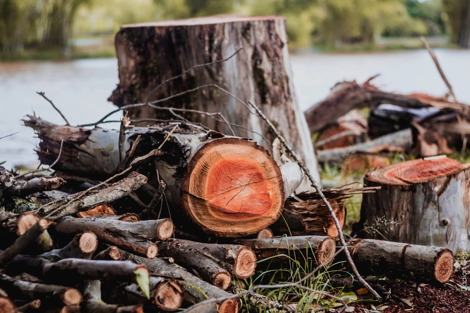 wood-cut-3411809_1920.jpg