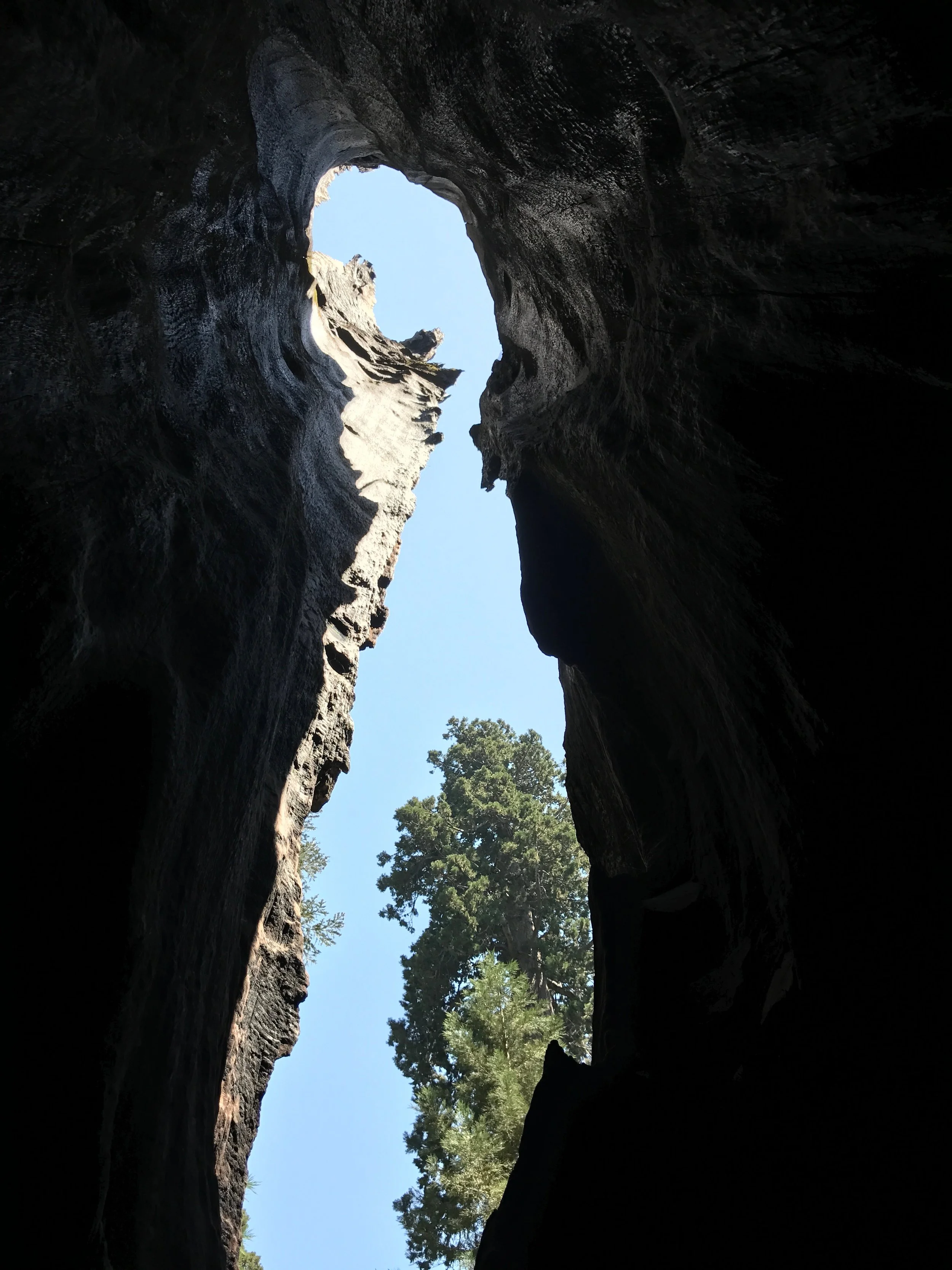 High Inside My Giant Sequoia