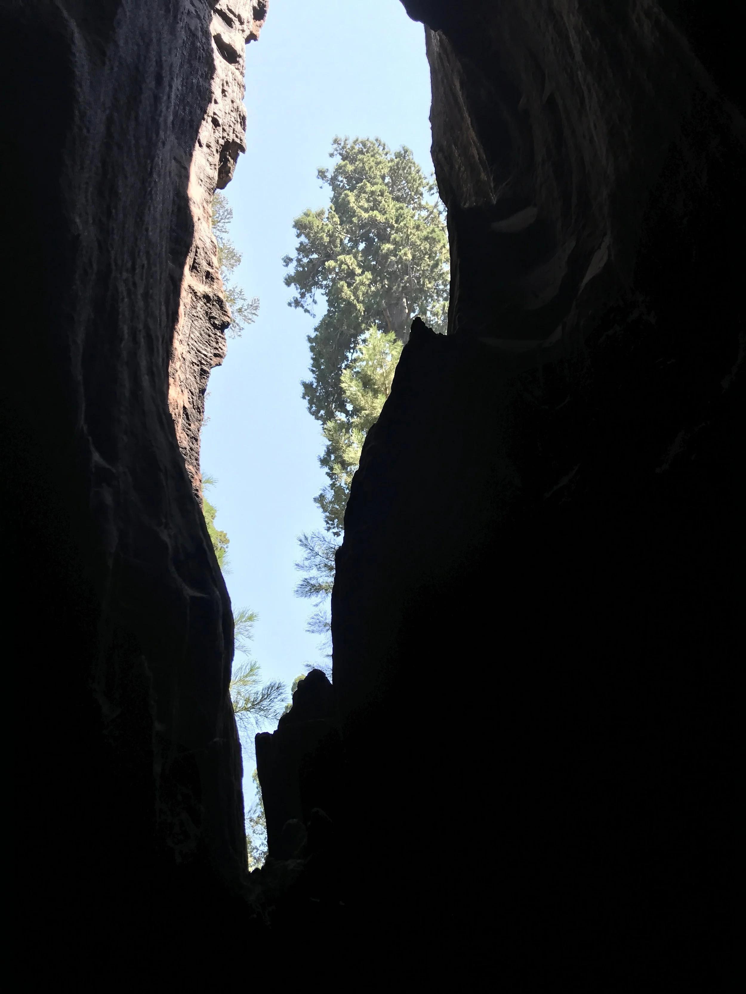 Low Inside My Giant Sequoia